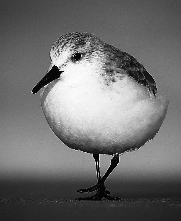 Maximizing Your Blog’s Reach: SEO Tips for Bloggers