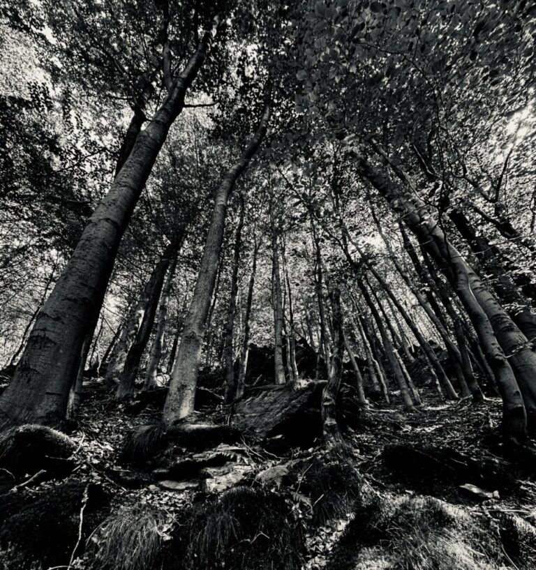 The Essentials of Blogging: Tips and Strategies for Success