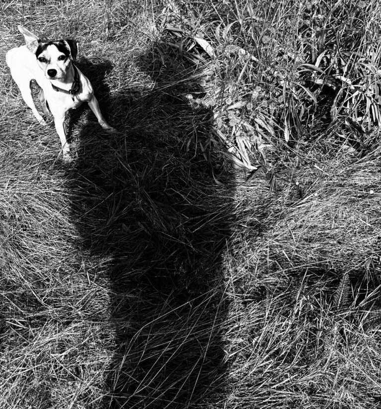 Building a Loyal Blog Audience: Strategies for Engagement and Growth